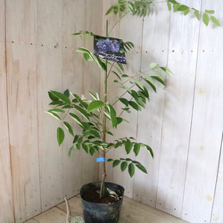 二季咲き♡アメリカフジ♡アメジストフォール♡フルテスケンス♡フジ♡ 7枚目の画像