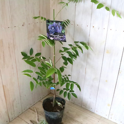 二季咲き♡アメリカフジ♡アメジストフォール♡フルテスケンス♡フジ♡ 6枚目の画像