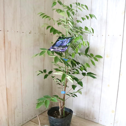 二季咲き♡アメリカフジ♡アメジストフォール♡フルテスケンス♡フジ♡ 10枚目の画像