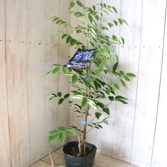 二季咲き♡アメリカフジ♡アメジストフォール♡フルテスケンス♡フジ♡ 10枚目の画像