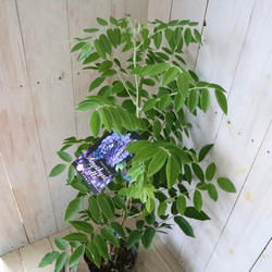 二季咲き♡アメリカフジ♡アメジストフォール♡フルテスケンス♡フジ♡ 11枚目の画像