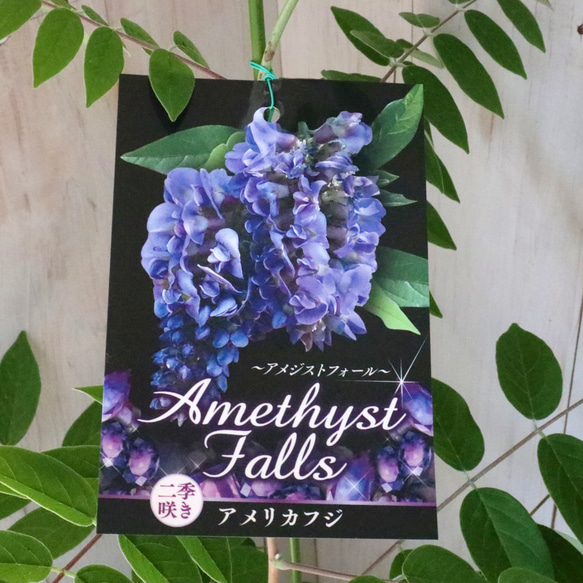 二季咲き♡アメリカフジ♡アメジストフォール♡フルテスケンス♡フジ♡ 5枚目の画像