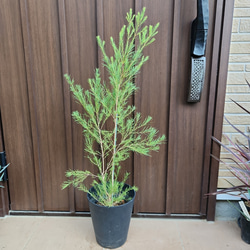 オリーブの木 ネバディロブランコ テラコッタ鉢植え 苗 シンボル