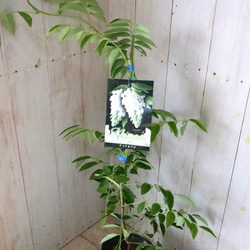 二季咲き♡アメリカフジ♡ニベア♡フルテスケンス♡フジ♡ 3枚目の画像