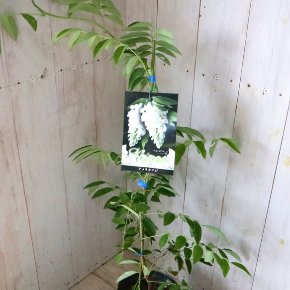 二季咲き♡アメリカフジ♡ニベア♡フルテスケンス♡フジ♡ 3枚目の画像