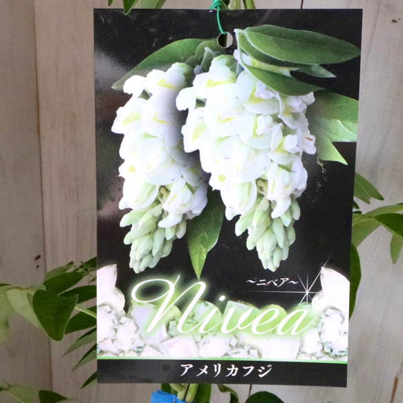 二季咲き♡アメリカフジ♡ニベア♡フルテスケンス♡フジ♡ 2枚目の画像