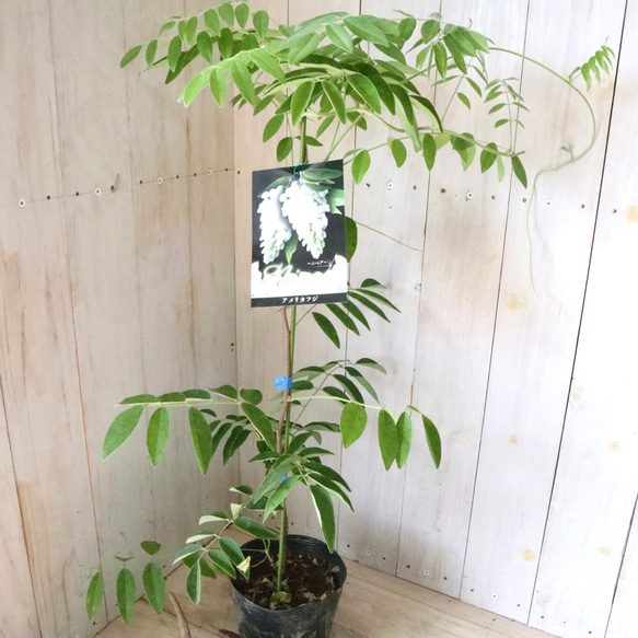 二季咲き♡アメリカフジ♡ニベア♡フルテスケンス♡フジ♡ 9枚目の画像