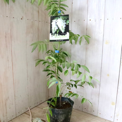 二季咲き♡アメリカフジ♡ニベア♡フルテスケンス♡フジ♡ 4枚目の画像