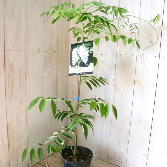 二季咲き♡アメリカフジ♡ニベア♡フルテスケンス♡フジ♡ 12枚目の画像