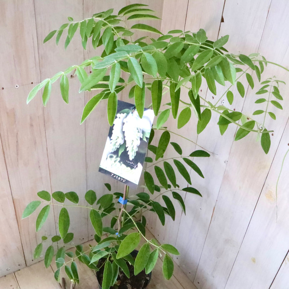 二季咲き♡アメリカフジ♡ニベア♡フルテスケンス♡フジ♡ 10枚目の画像