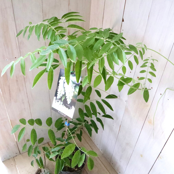 二季咲き♡アメリカフジ♡ニベア♡フルテスケンス♡フジ♡ 13枚目の画像