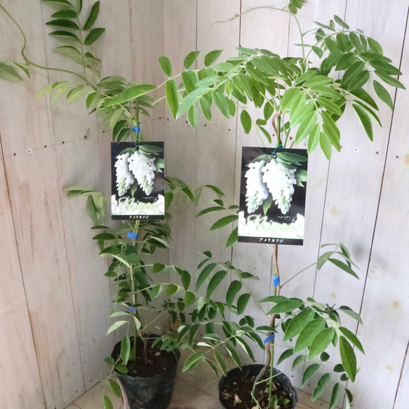 二季咲き♡アメリカフジ♡ニベア♡フルテスケンス♡フジ♡ 1枚目の画像