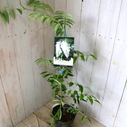 二季咲き♡アメリカフジ♡ニベア♡フルテスケンス♡フジ♡ 5枚目の画像