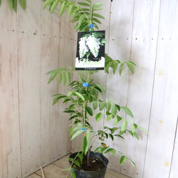 二季咲き♡アメリカフジ♡ニベア♡フルテスケンス♡フジ♡ 6枚目の画像