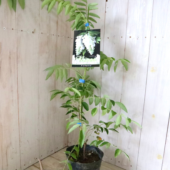 二季咲き♡アメリカフジ♡ニベア♡フルテスケンス♡フジ♡ 6枚目の画像