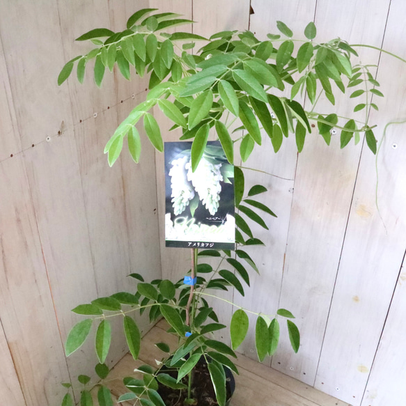 二季咲き♡アメリカフジ♡ニベア♡フルテスケンス♡フジ♡ 8枚目の画像