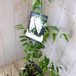 二季咲き♡アメリカフジ♡ニベア♡フルテスケンス♡フジ♡ 7枚目の画像