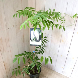 二季咲き♡アメリカフジ♡ニベア♡フルテスケンス♡フジ♡ 11枚目の画像