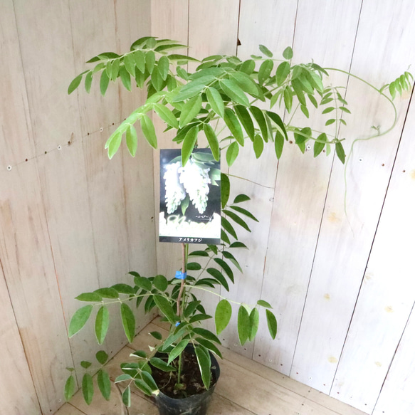 二季咲き♡アメリカフジ♡ニベア♡フルテスケンス♡フジ♡ 11枚目の画像