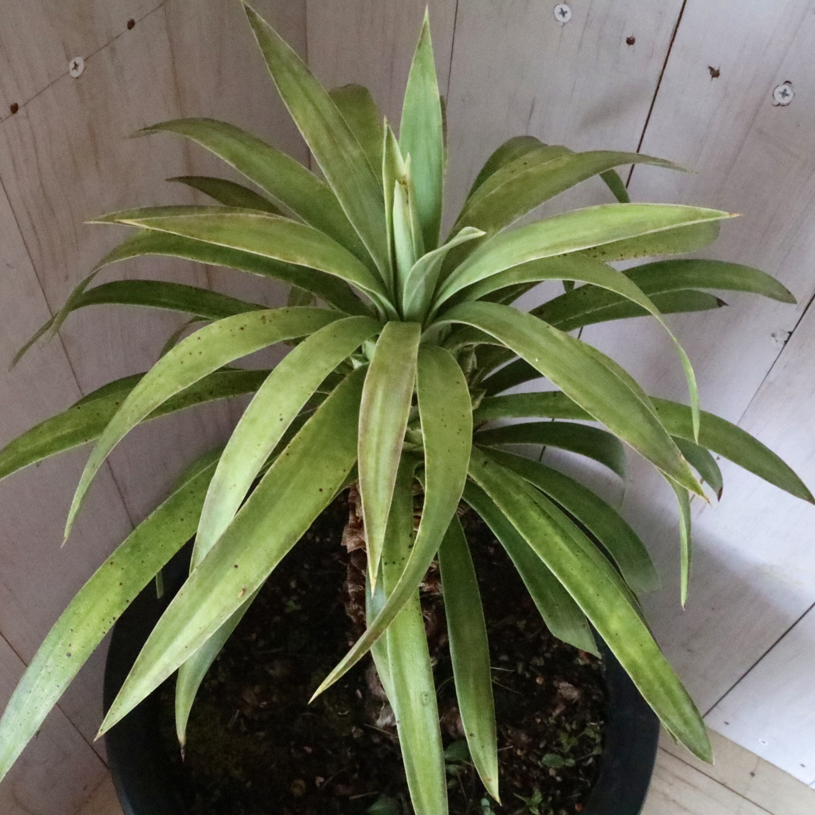 立派♡希少♡ユッカ♡デスメティアーナ♡観葉植物♡