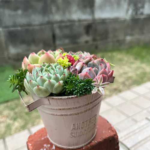 ☆送料無料☆♡そのまま飾れる♡ブリキポット♬可愛い多肉植物寄せ植え