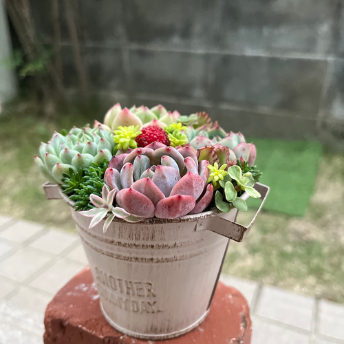 ☆送料無料☆♡そのまま飾れる♡ブリキポット♬可愛い多肉植物寄せ植え