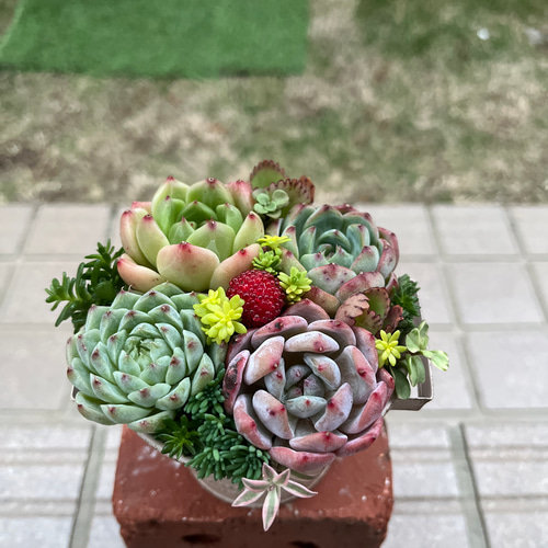 ☆送料無料☆♡そのまま飾れる♡ブリキポット♬可愛い多肉植物寄せ植え