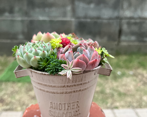 多肉植物寄せ植え　そのまま飾れる　ブリキバッグ型プランター☆* ☆送料無料☆♡そのまま飾れる♡ブリキポット♬可愛い多肉植物寄せ植え