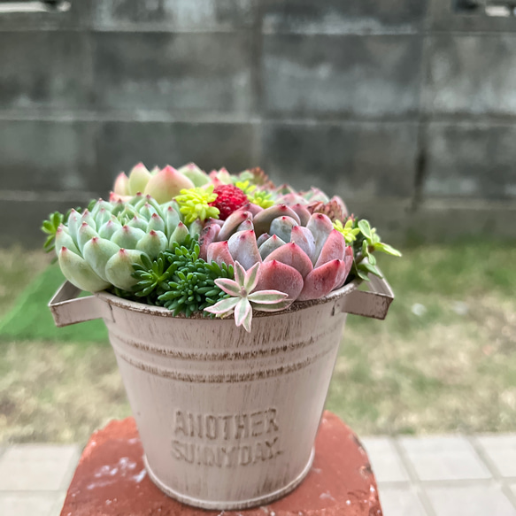 ☆送料無料☆♡そのまま飾れる♡ブリキポット♬可愛い多肉植物寄せ植え