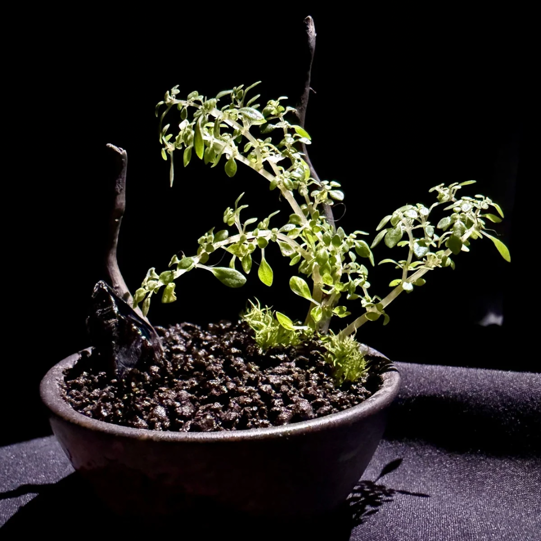 【一点物】アートテラリウム〜黒盆〜「黒盆に灯る」(完成品)約10cm