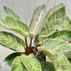 株立ち フィロデンドロン ピンクバーキン 個性派インテリアグリーン 6枚目の画像