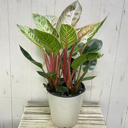 株立ち フィロデンドロン ピンクバーキン 個性派インテリアグリーン 3枚目の画像