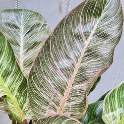 株立ち フィロデンドロン ピンクバーキン 個性派インテリアグリーン 7枚目の画像