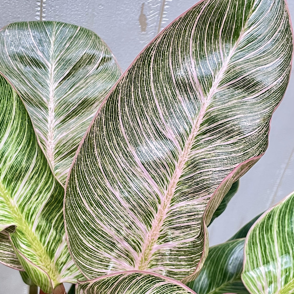 株立ち フィロデンドロン ピンクバーキン 個性派インテリアグリーン 7枚目の画像