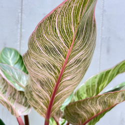 株立ち フィロデンドロン ピンクバーキン 個性派インテリアグリーン 11枚目の画像