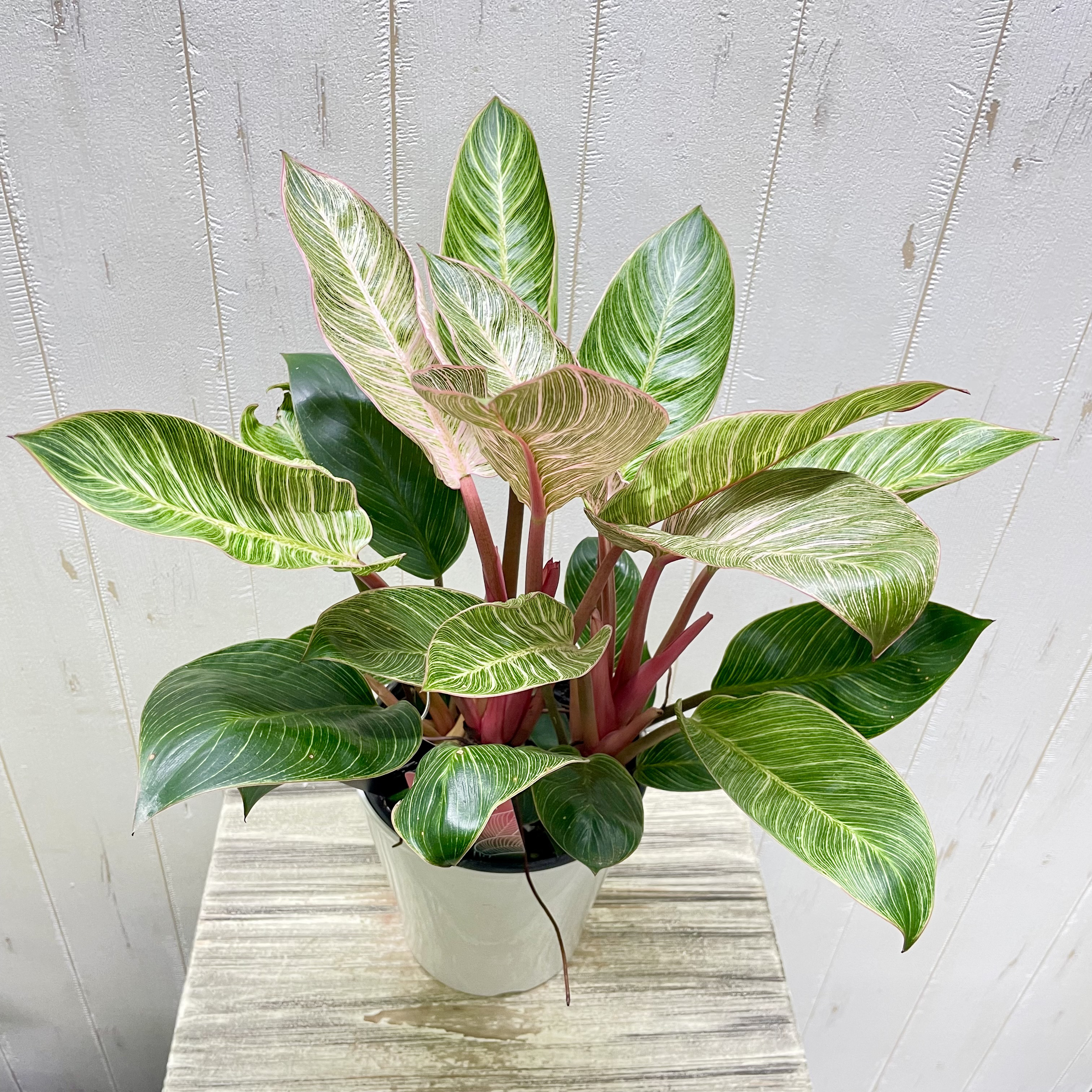 株立ち フィロデンドロン ピンクバーキン 個性派インテリアグリーン