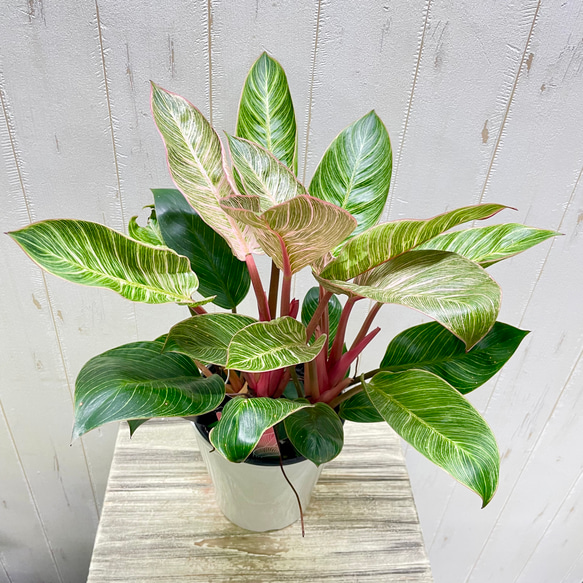 株立ち フィロデンドロン ピンクバーキン 個性派インテリアグリーン 1枚目の画像