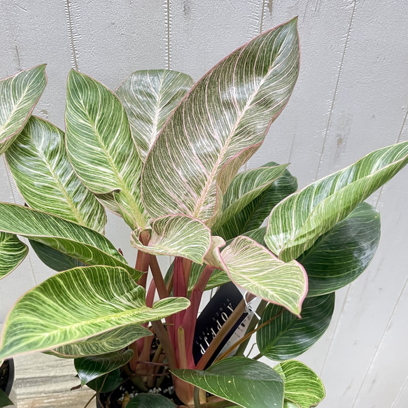 株立ち フィロデンドロン ピンクバーキン 個性派インテリアグリーン 8枚目の画像