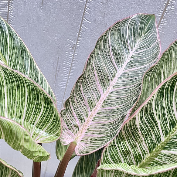 株立ち フィロデンドロン ピンクバーキン 個性派インテリアグリーン 15枚目の画像