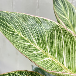 株立ち フィロデンドロン ピンクバーキン 個性派インテリアグリーン 9枚目の画像