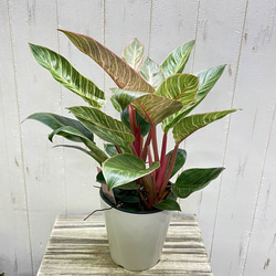 株立ち フィロデンドロン ピンクバーキン 個性派インテリアグリーン 5枚目の画像