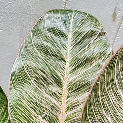 株立ち フィロデンドロン ピンクバーキン 個性派インテリアグリーン 12枚目の画像