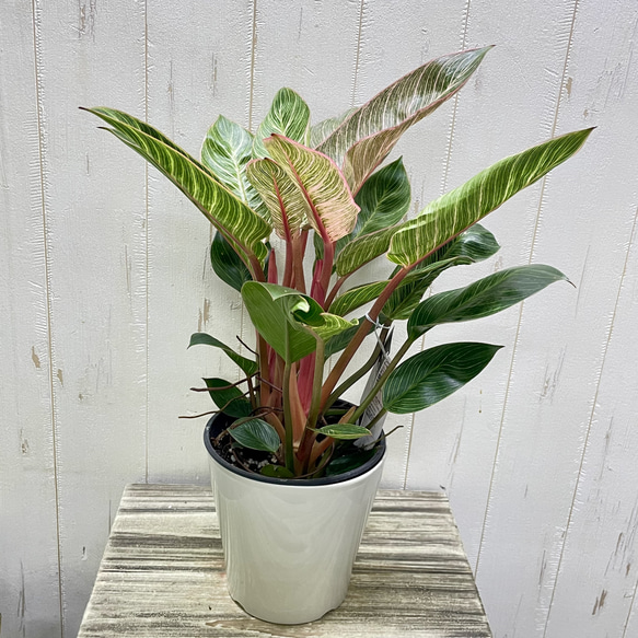 株立ち フィロデンドロン ピンクバーキン 個性派インテリアグリーン 4枚目の画像