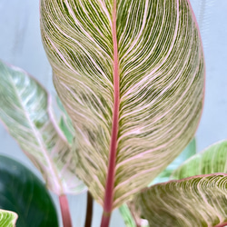 株立ち フィロデンドロン ピンクバーキン 個性派インテリアグリーン 10枚目の画像