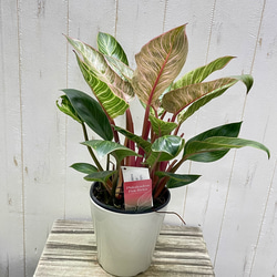 株立ち フィロデンドロン ピンクバーキン 個性派インテリアグリーン 2枚目の画像