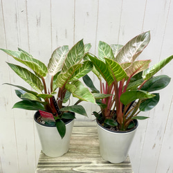 株立ち フィロデンドロン ピンクバーキン 個性派インテリアグリーン 16枚目の画像