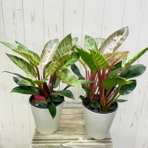 株立ち フィロデンドロン ピンクバーキン 個性派インテリアグリーン