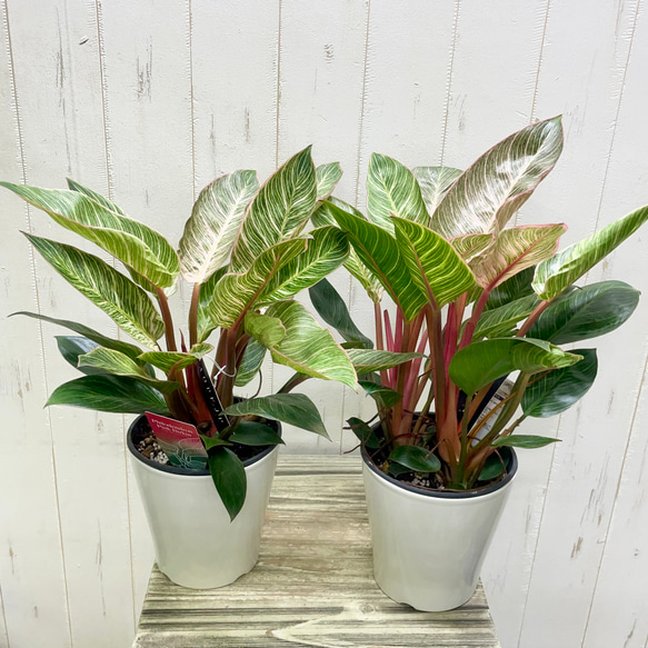 株立ち フィロデンドロン ピンクバーキン 個性派インテリアグリーン 16枚目の画像