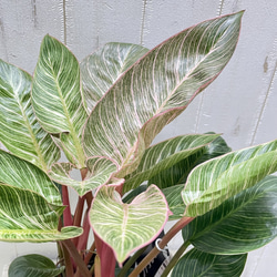 株立ち フィロデンドロン ピンクバーキン 個性派インテリアグリーン 13枚目の画像