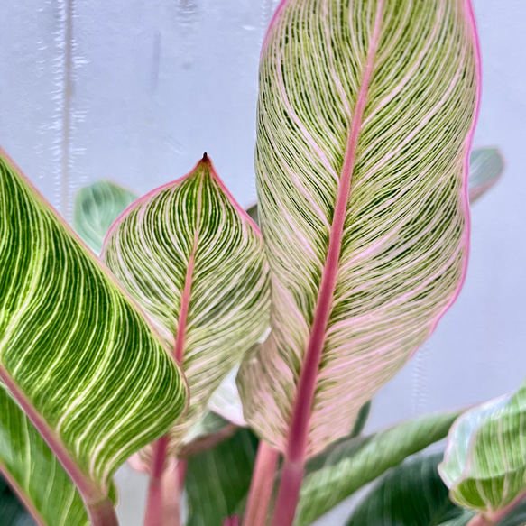 株立ち フィロデンドロン ピンクバーキン 個性派インテリアグリーン 14枚目の画像